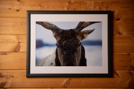 Mitchell Neeb Framed Elk Print